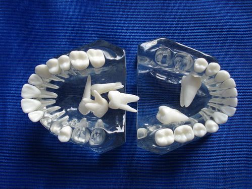 我们可以帮您推荐符合您要求的标准水晶牙列模型(全口牙可拆)相关产品